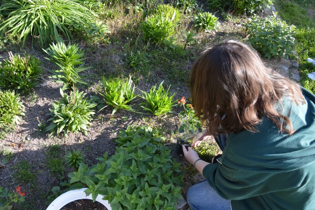 SP Sokołowiec - W naszym „magicznym ogrodzie” dzieje się….