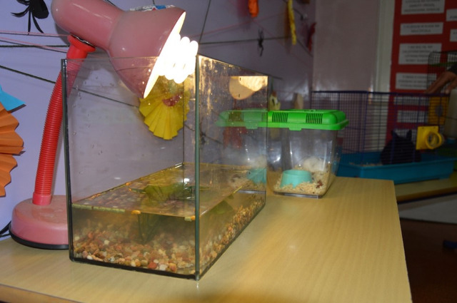 SP Sokołowiec - Światowy Dzień Zwierząt