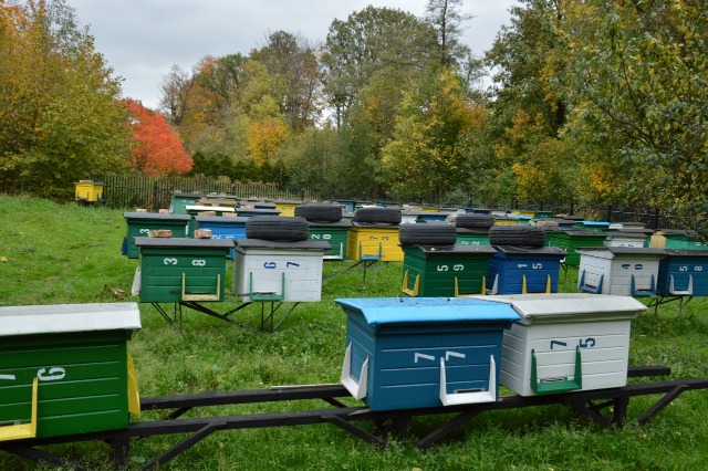 SP Sokołowiec - PIERWSZAKI Z WIZYTĄ W PASIECE