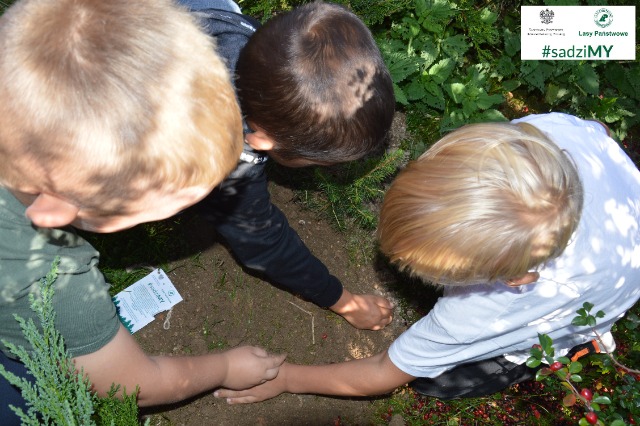 SP Sokołowiec - #sadziMY las 2021…