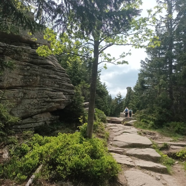 SP Sokołowiec - Borowice - Karkonoski Park Narodowy